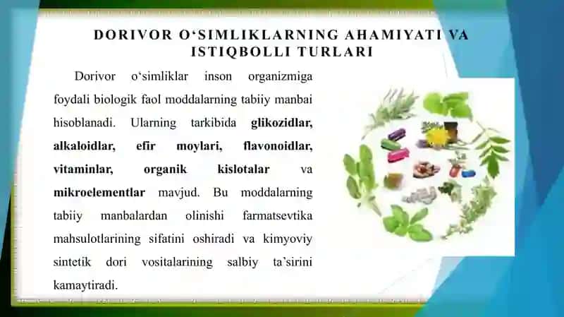 Istiqbolli dorivor oʻsimliklarni madaniy sharoitlarda oʻstirish 3