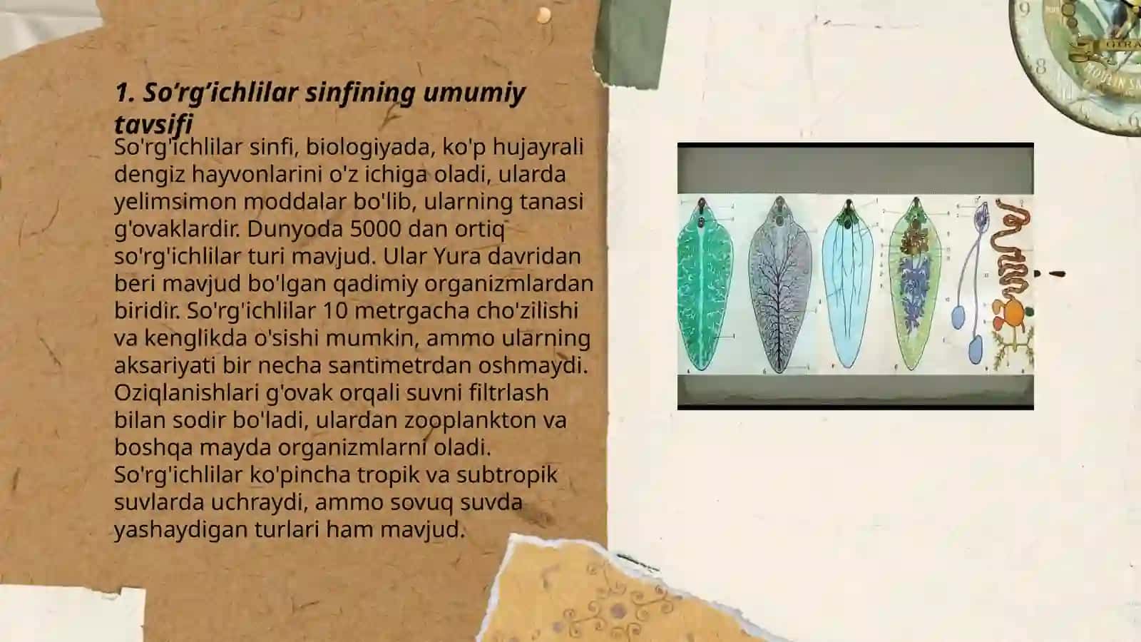 So’rg’ichlilar sinfi (TREMATODES) 3