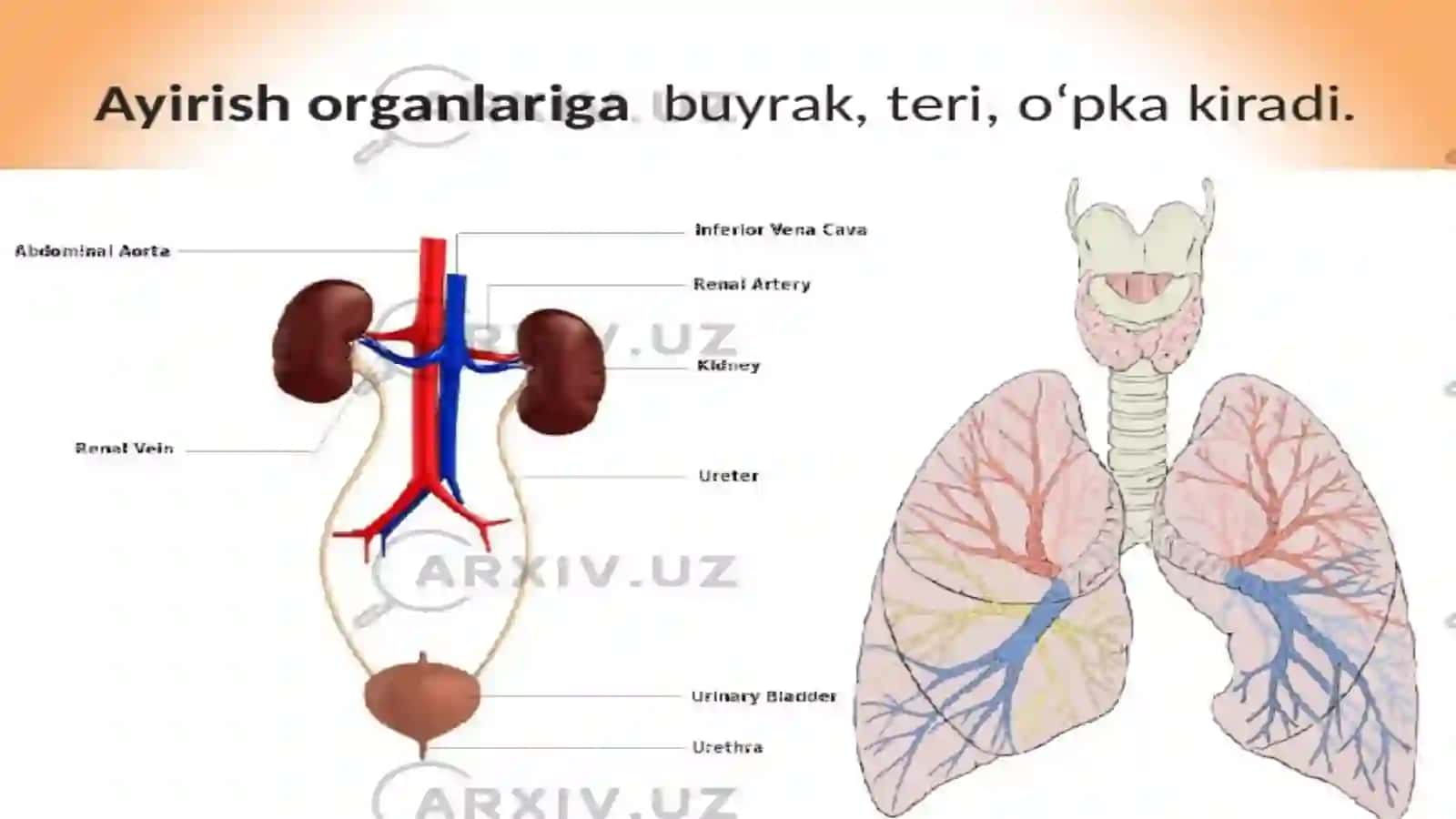 Koʻp Tarmoqli Tibbiyot Texnikumi 3