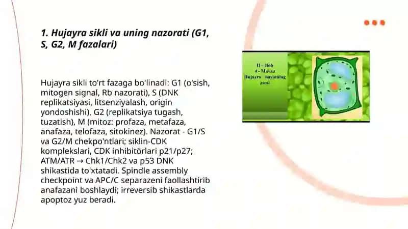 Hujayraning o'sishi, ixtisoslashuvini o'rganish 3
