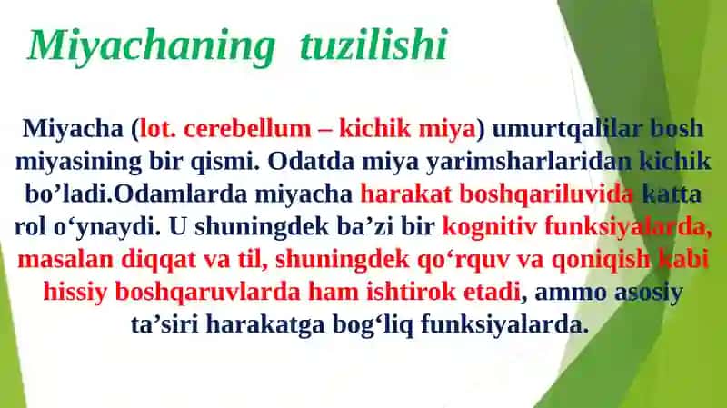 Miyacha o'zaklari va ularning klinik ahamiyati 3