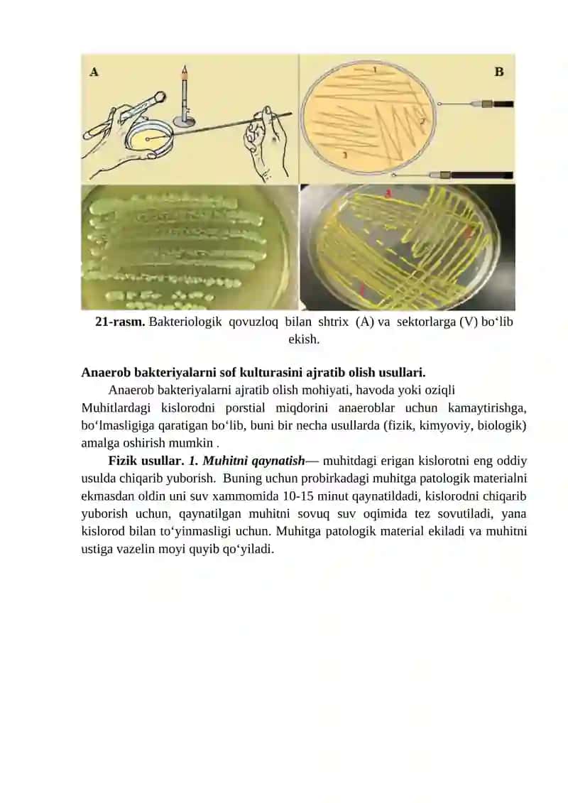 Aerob va anaerob bakteriyalarning sof kulturalarini ajratib olish (1 kun) 3