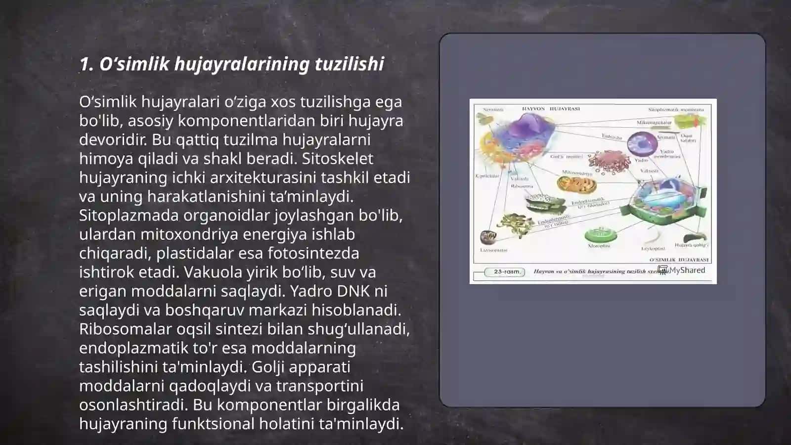 Oʻsimlik va hayvon hujayralarining oʻxshashlik va farqli belgilari 3