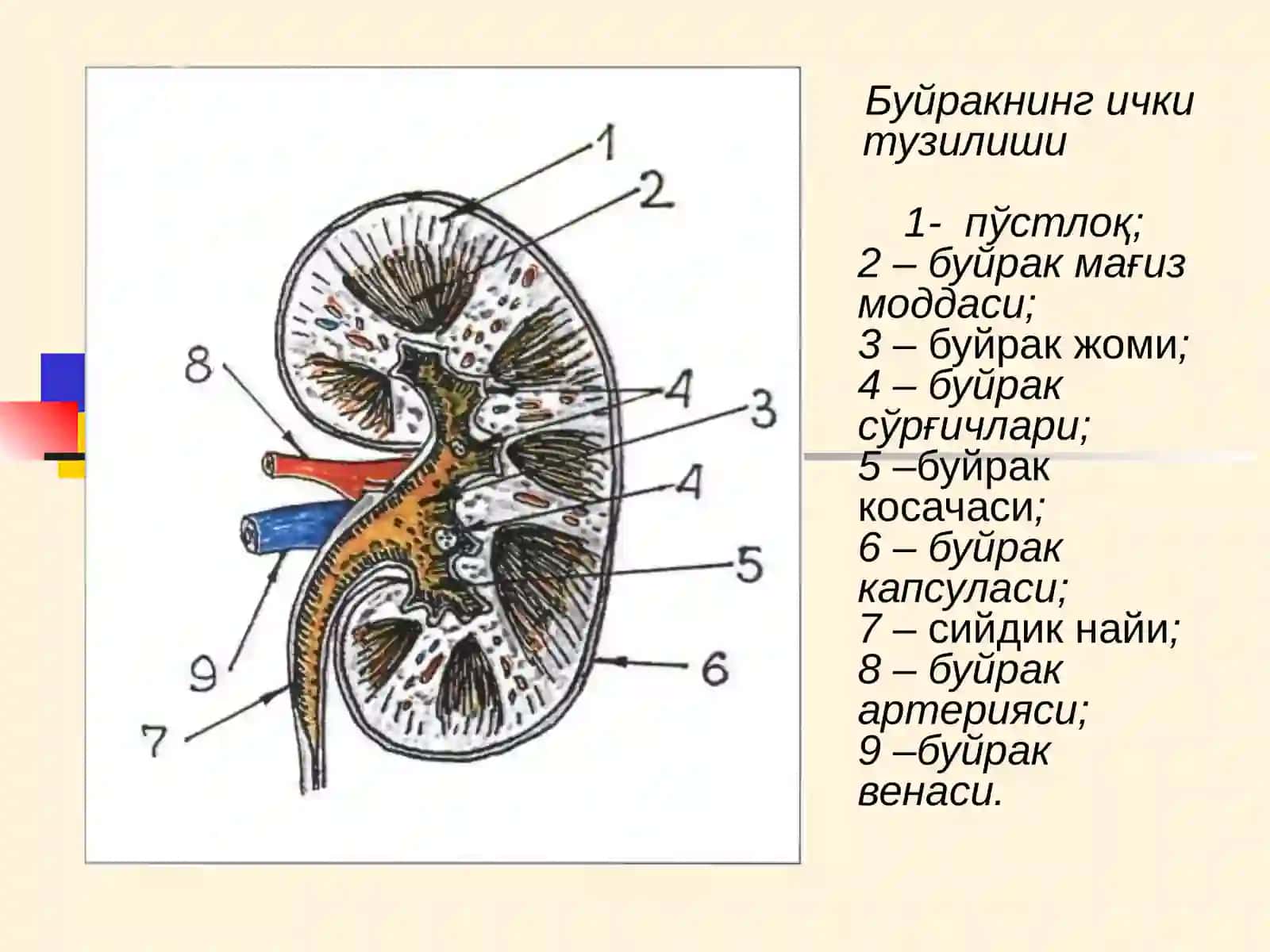 БУЙРАК КАСАЛЛИКЛАРИ БИЛАН КАСАЛЛАНГАН БЕМОРЛАРНИ ТЕКШИРИШ. АСОСИЙ КЛИНИК СИНДРОМЛАР. БУЙРАК ЕТИШМОВЧИЛИГИ 3