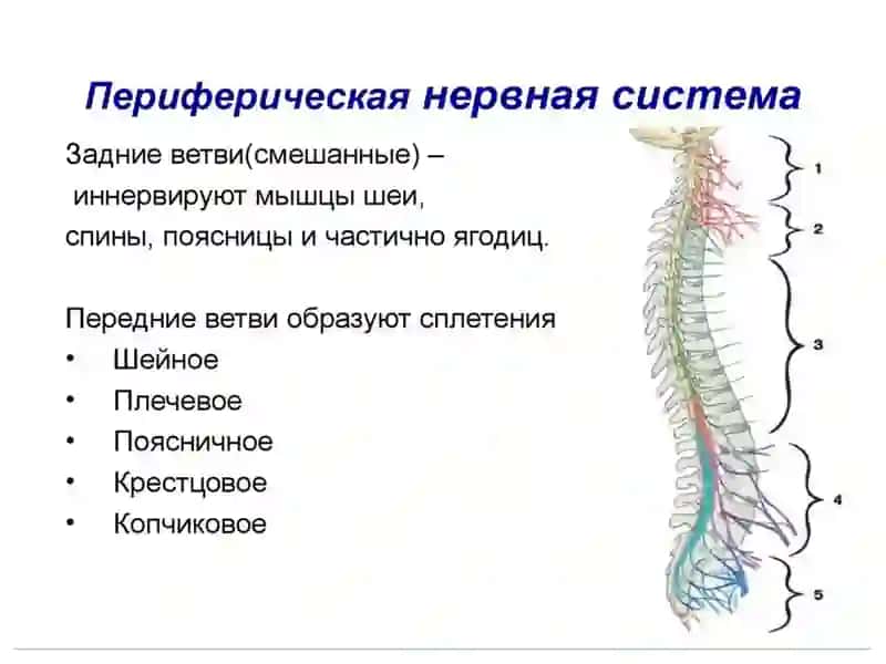 Заболевания нервной системы презентация 3