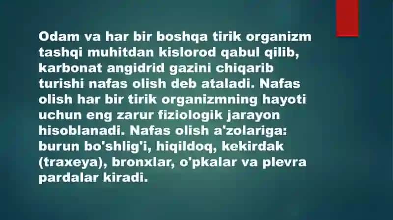 Bronx va o'pka anatomiyasi 3