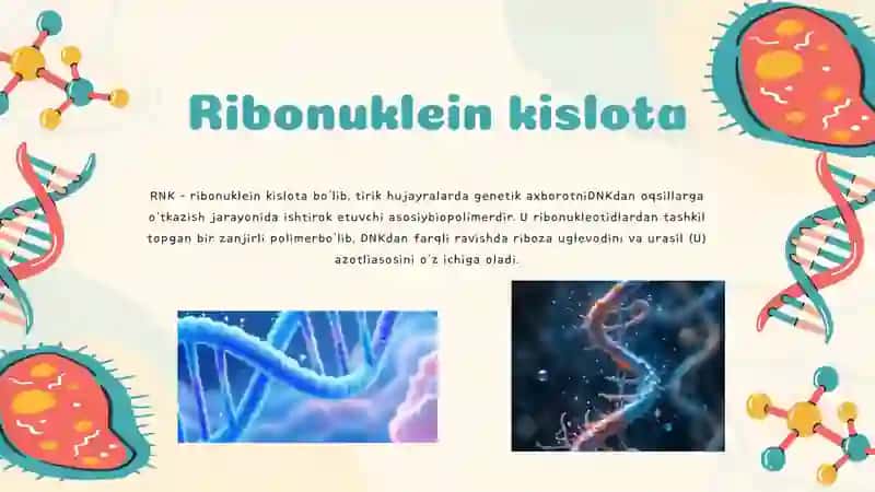 RNK 3