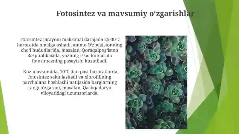 Oʻsimliklarda davrlar va mavsumiy hodisalar 3