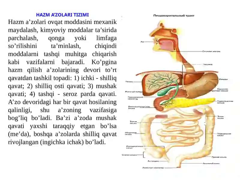Yoshlar fiziologiyasi va gigiyena 3