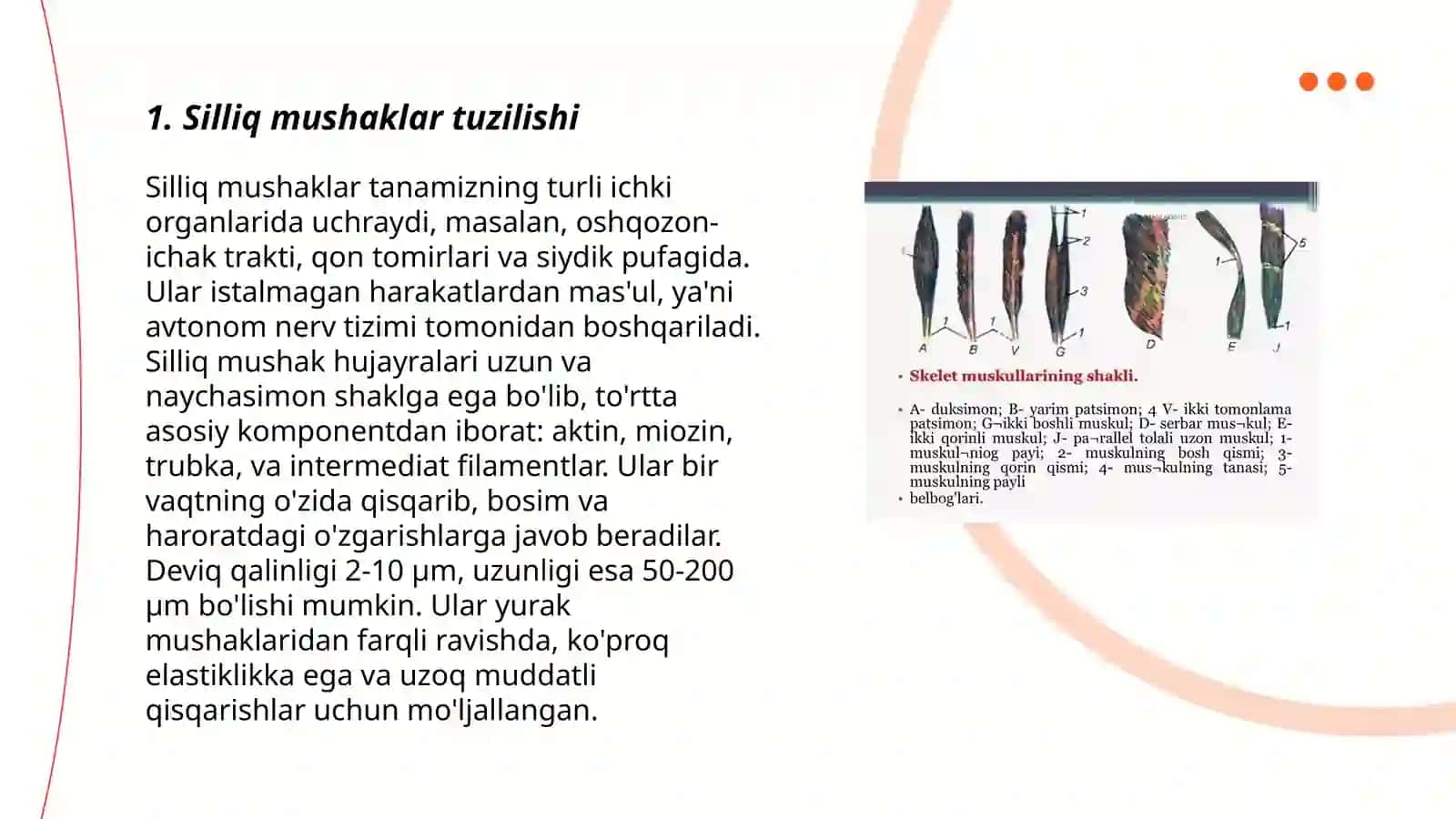 Silliq va targʻil fiziologik farqlari 3
