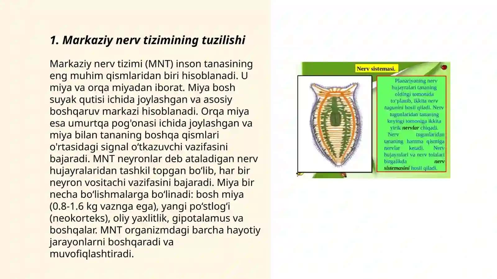 Nerv tizimining xususiy fiziologiyasi va gigiyenasi 3