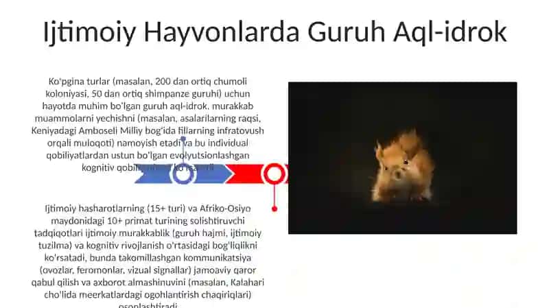 Hayvonot Olamida Psixik Funksiyalar Evolutsiyasi 3