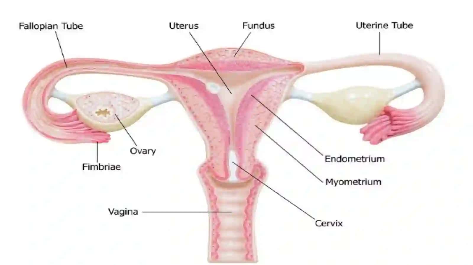 Ayollarjinsiytizimi.Tuhumdongistologiyasi 3