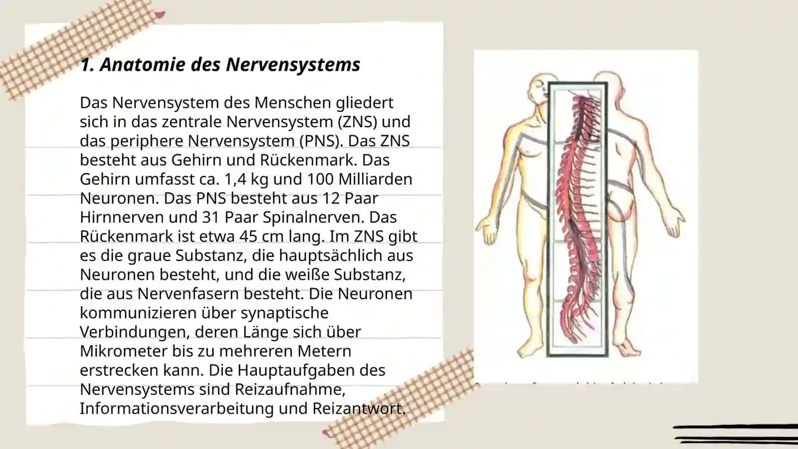 Nerven system 3
