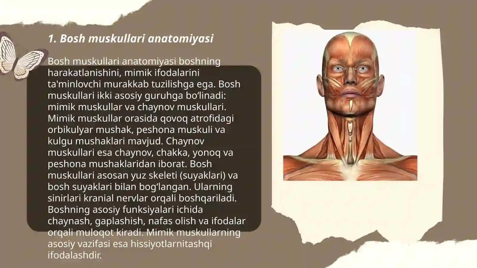 Bosh va boʻyin muskullari 3