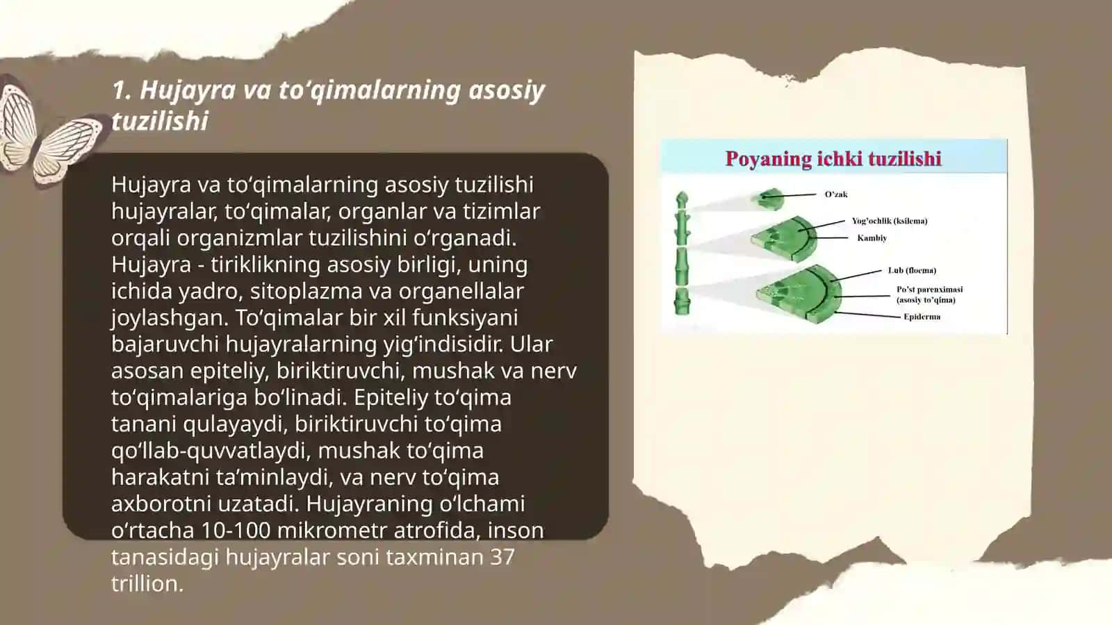 Hayvon organizmi hujayra va toʻqimalarning tuzilishi va rivojlanish bosqichlari Toʻrayeva Izzatoy 3