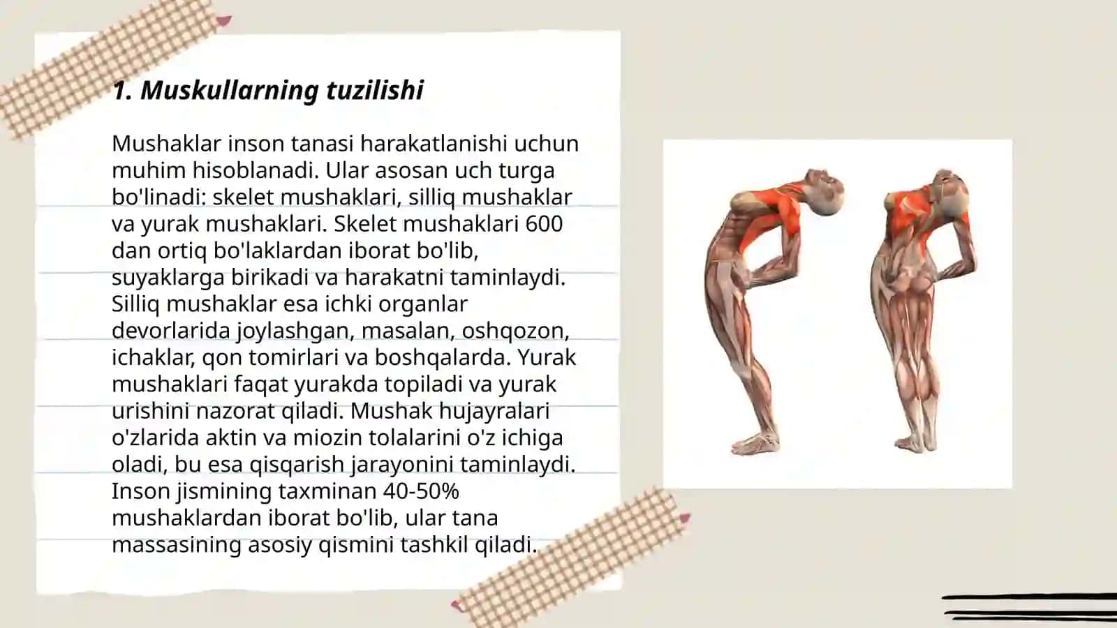 Muskullarning ishi 3