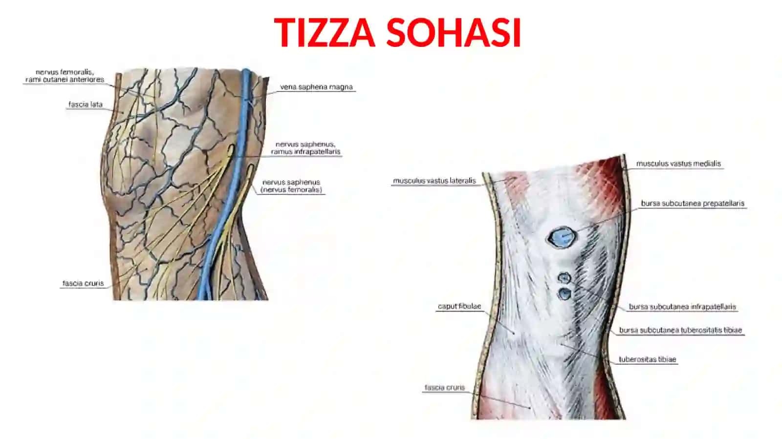 Oyoqning topografikanatomiyasi 3