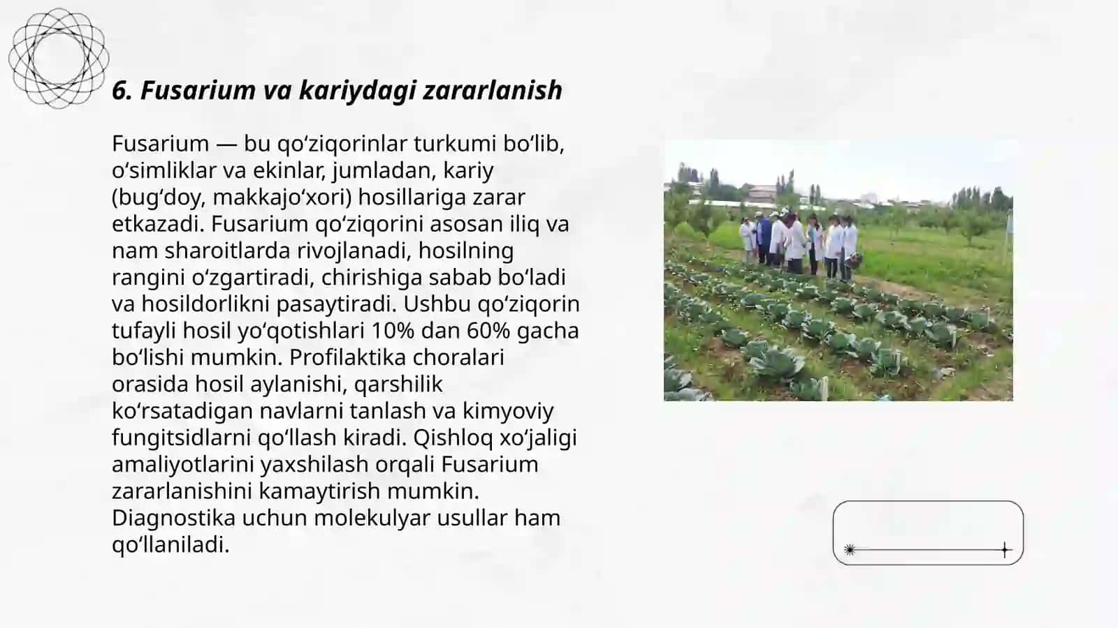 Karam ekinlarining zamburug’li kasalliklari 3