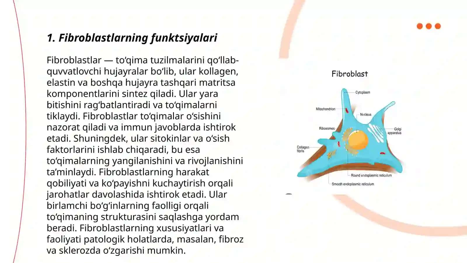 Fibroblastlarning jarohatning bitishi va chandiq hosil boʻlishidagi roli 3