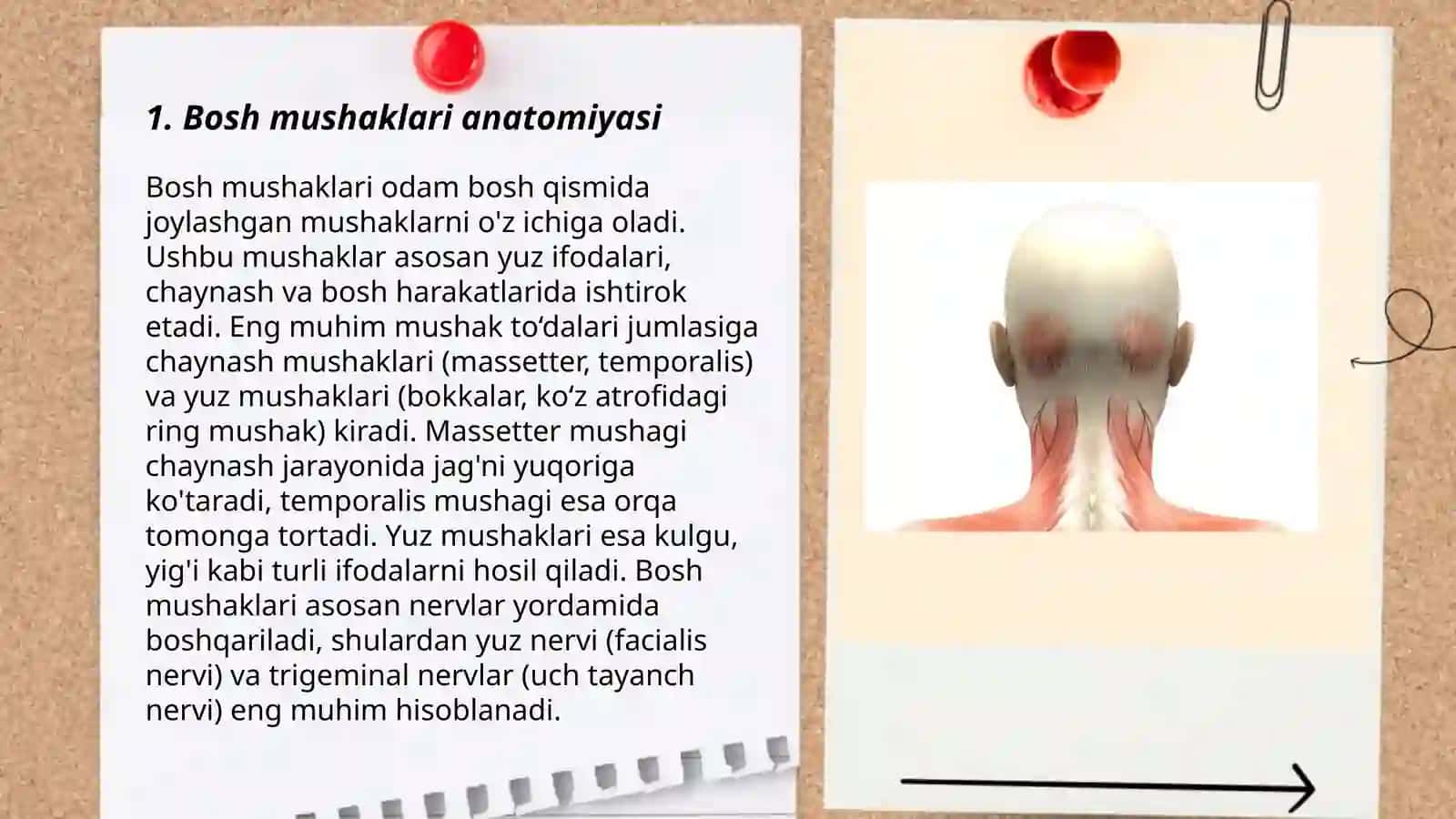 Bosh mushaklari anatomiyasi 3