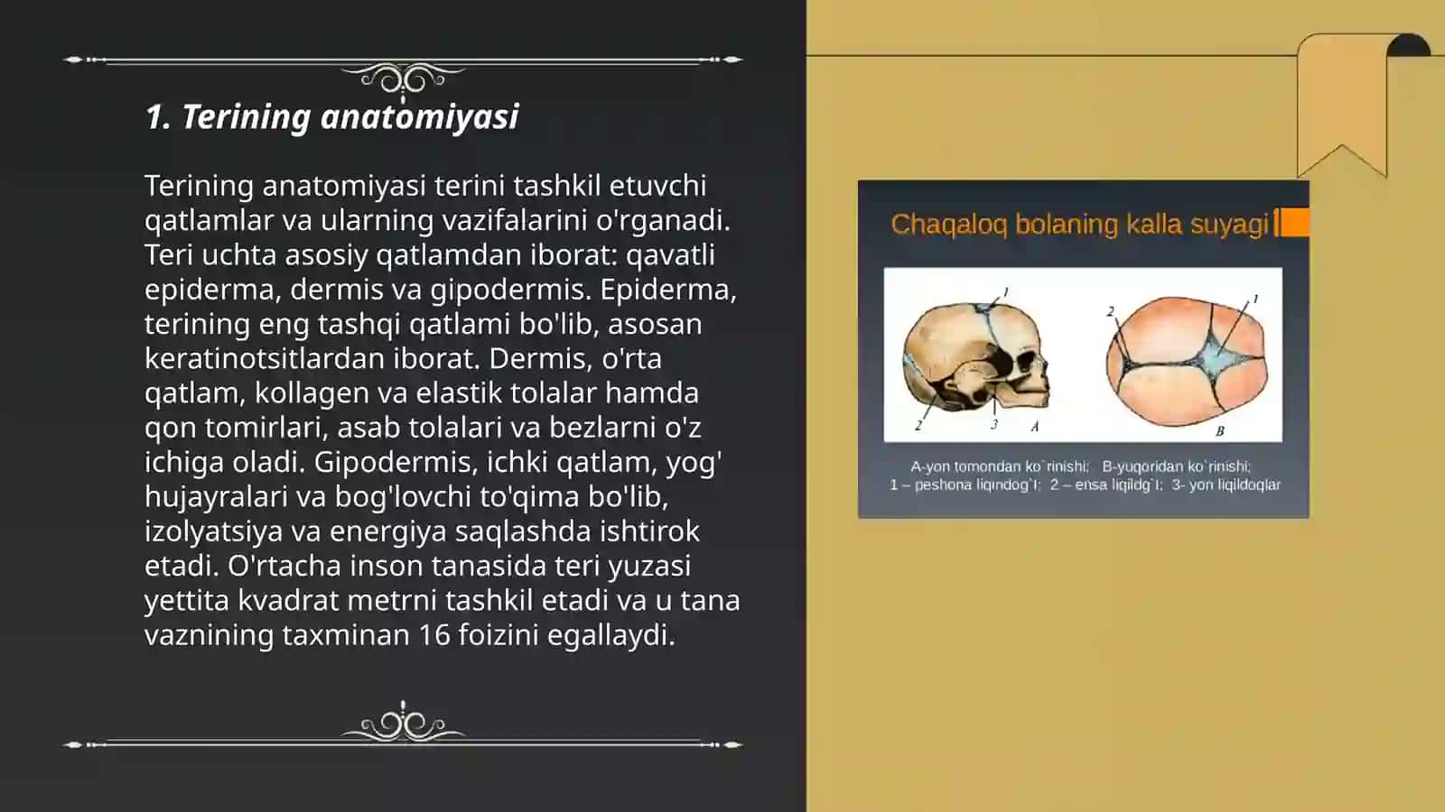 QÕL VA OYOQ TERISINI INNERVATSIYASI 3