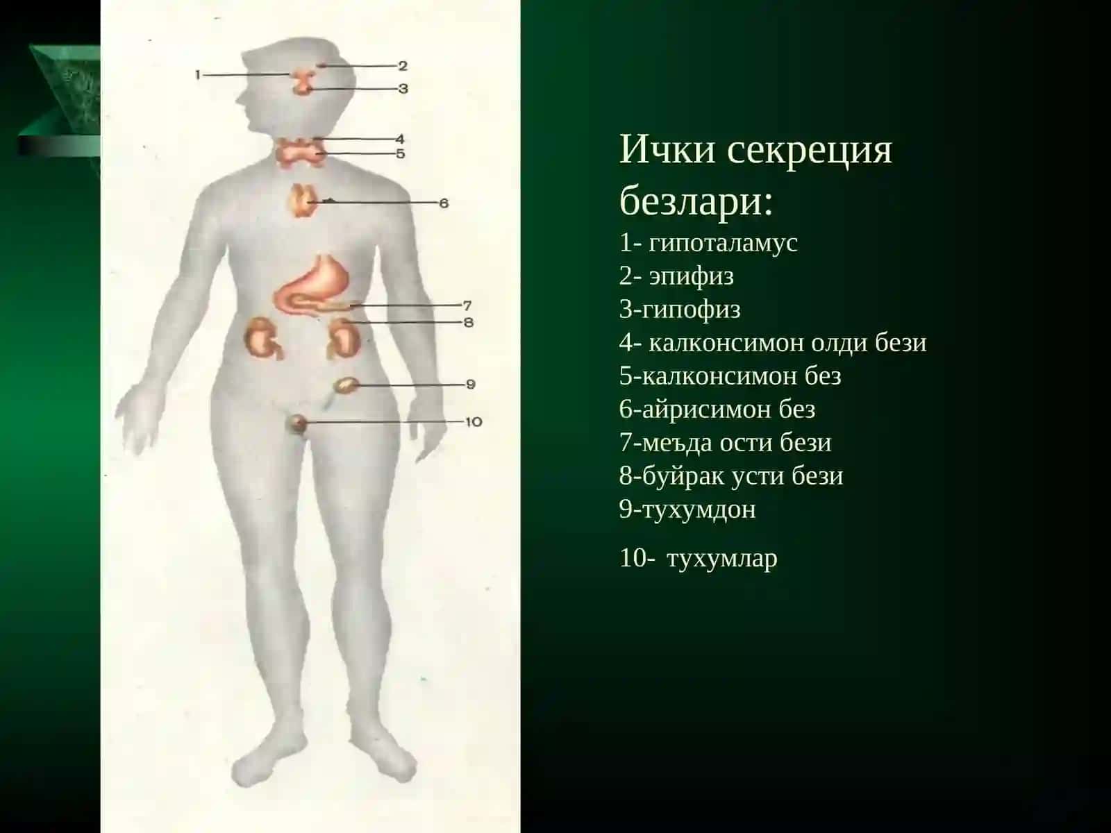 Endokrin sistemasi 3
