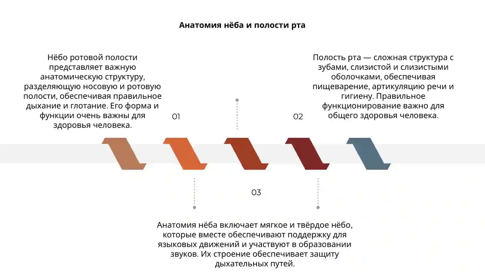 Нёба ротовая полость 3