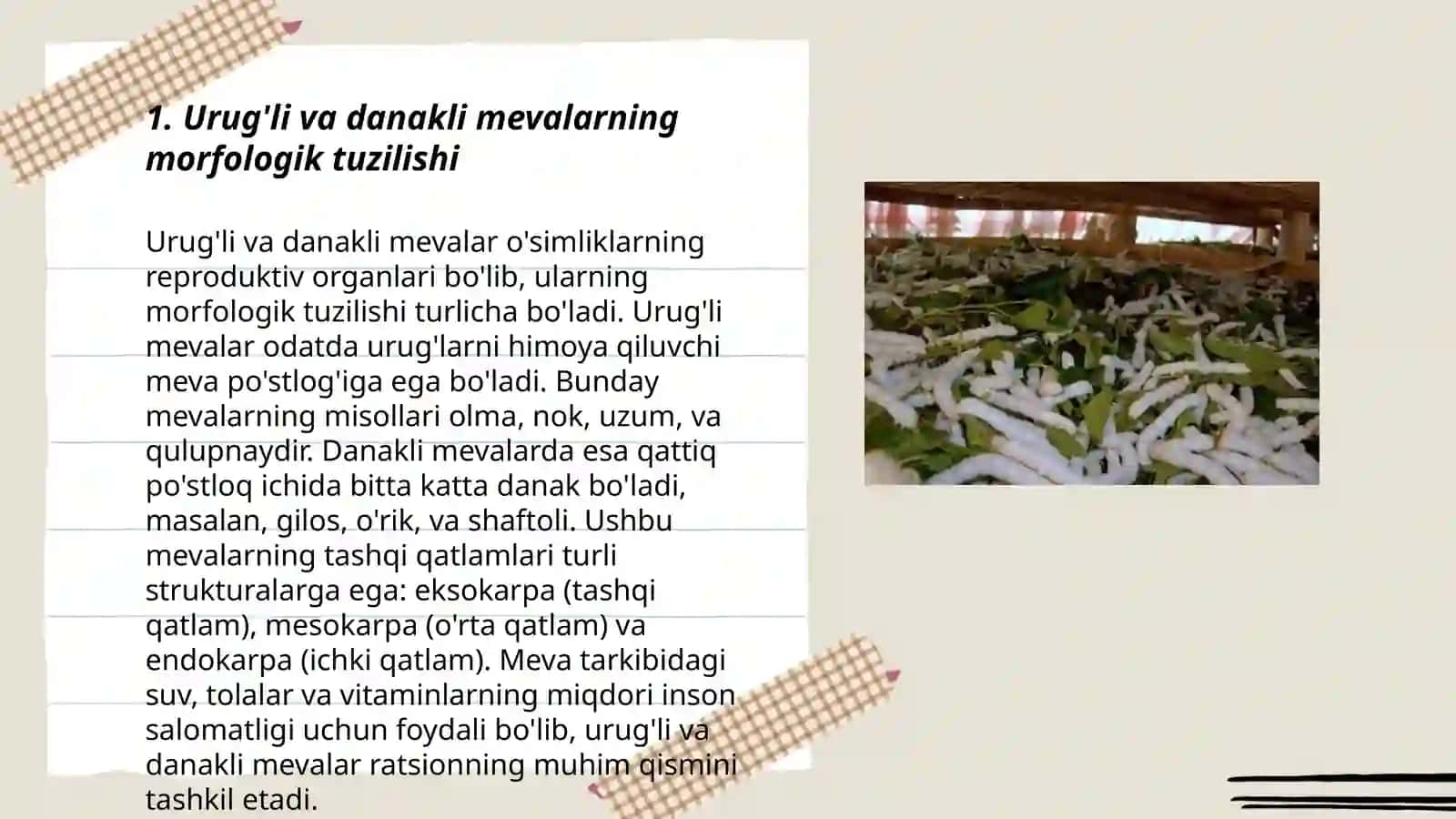 Urug'li va danakli mevalar. Morfologik belgilari va rivojlanishini kuzatish 3