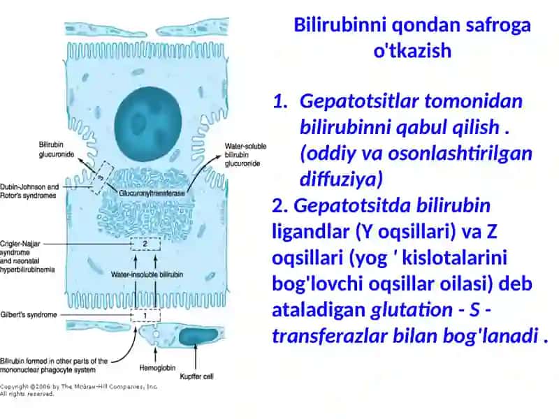 YANGI TUG'ILGAN SARIQLIK PATOGENEZI HAQIDA 3