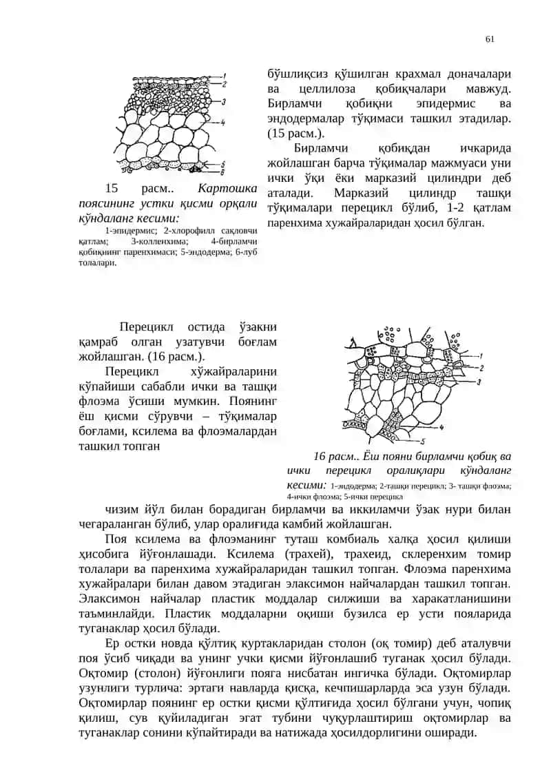 Картошкани ботаник тавсифи ва биологик хусусиятлари 3