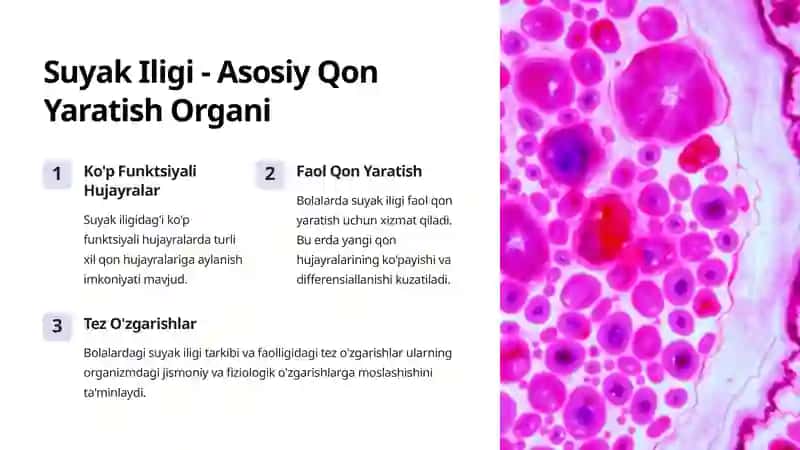 Qon Yaratish Organlari va Ularning Funksiyalari 3