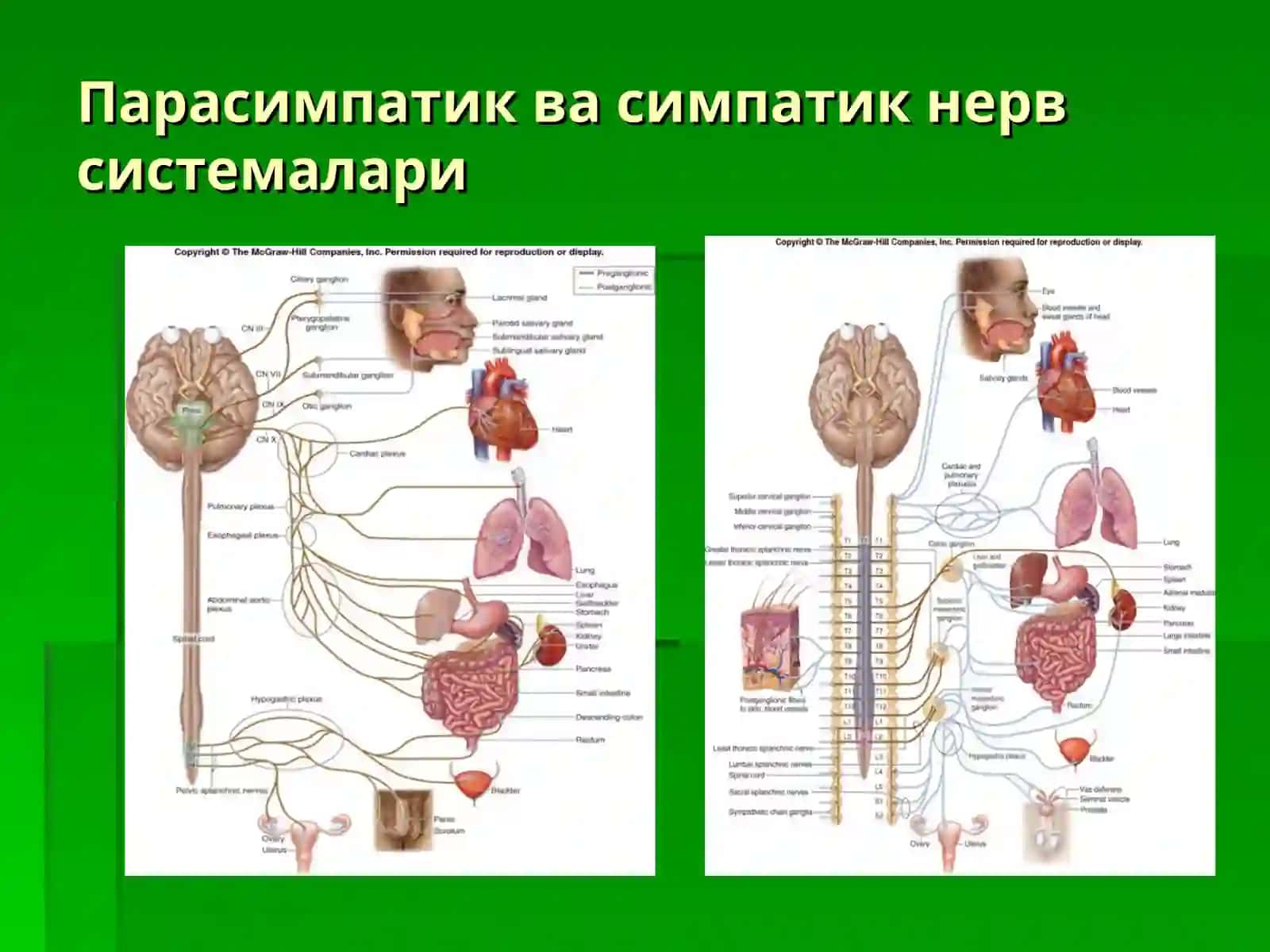 Психосоматик Синдромлар 3