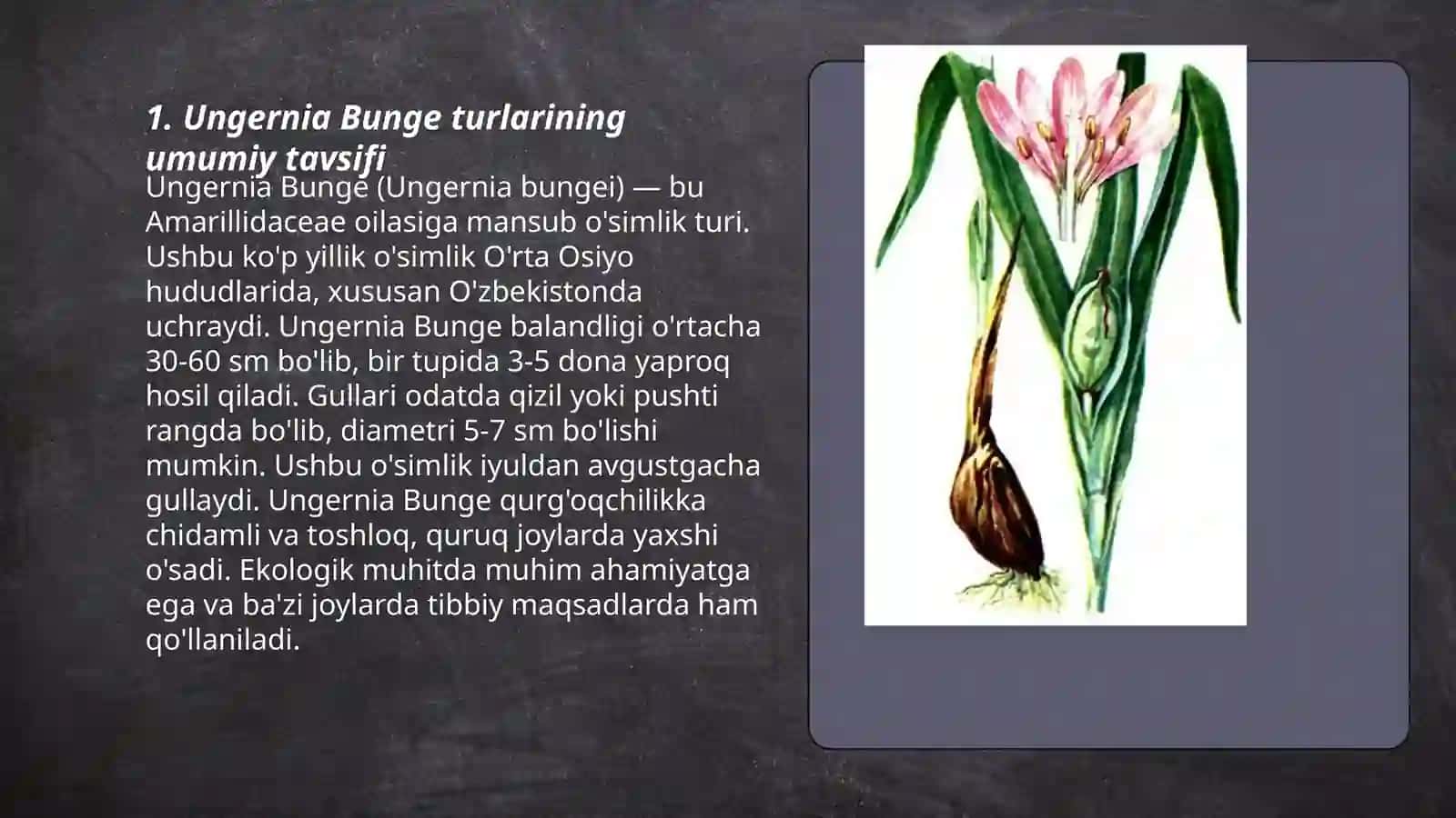 Omonqora( Ungernia Bunge) turkumi dorivor turlarining tarqalishi va tibbiyotda qo'llanilishi 3
