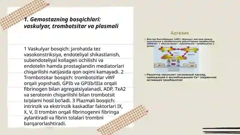 Gemostaz mexanizmlarini va uning patologiyasi 3