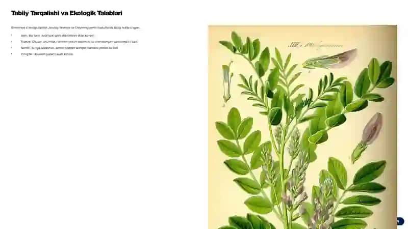 Dorivor-Shirinmiya-Glycyrrhiza-glabra-Introduksiya-va-Madaniylashtirish-Imkoniyatlar 3
