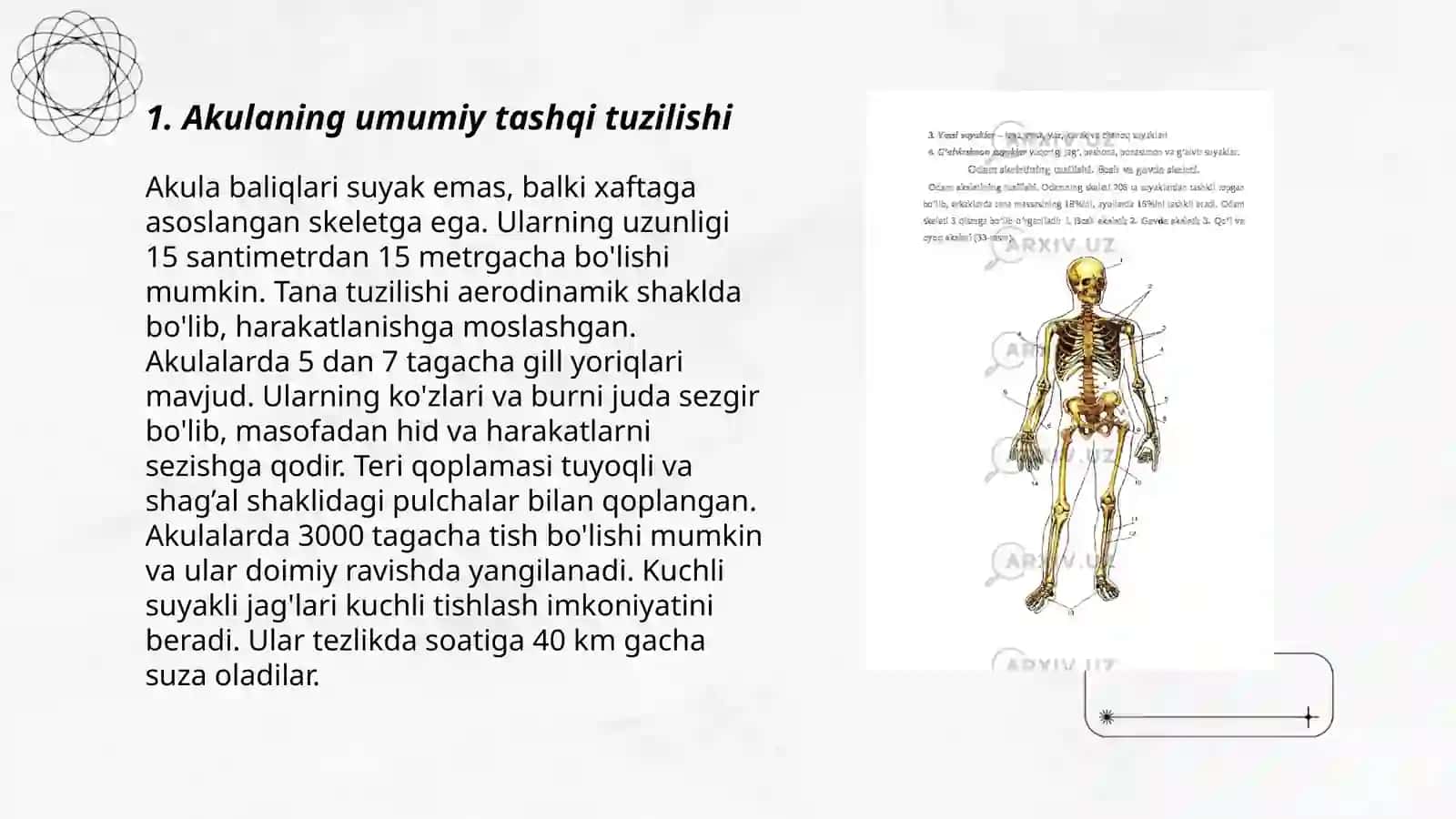 Togʻayli baliqlar. Akulaning tashqi tuzilishi va skeleti 3