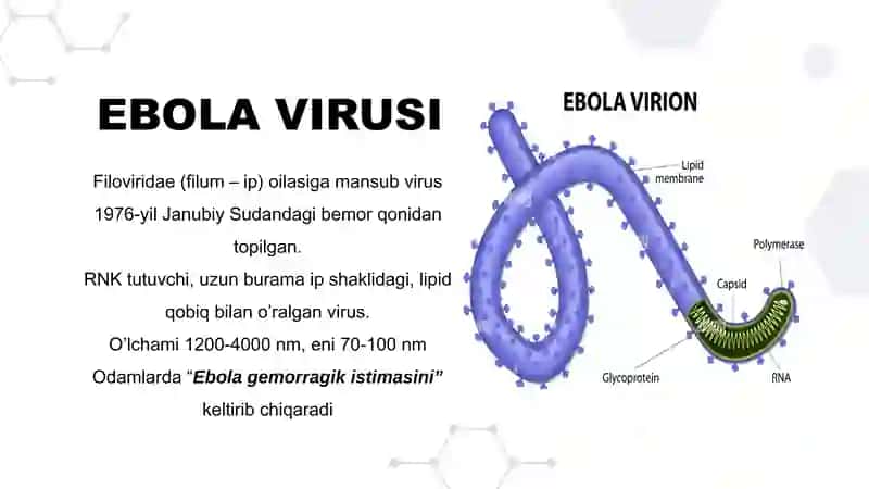 EBOLA, LASSA, ZIKA viruslari, patogenezi، diganostikasi 3