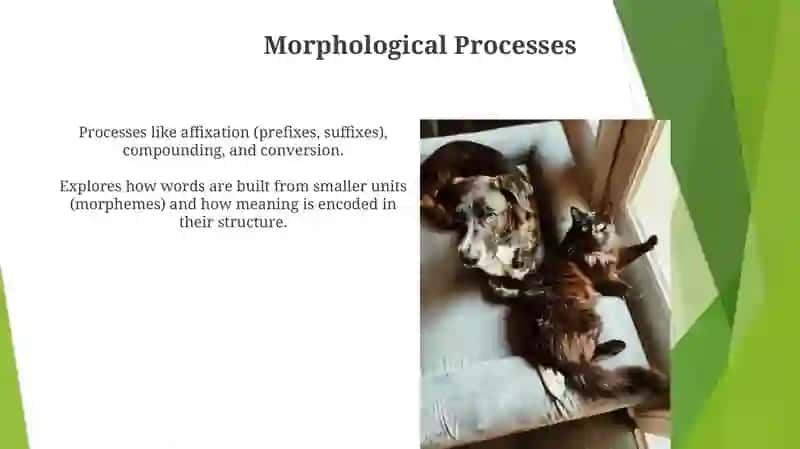Morphology Fundamentals 3