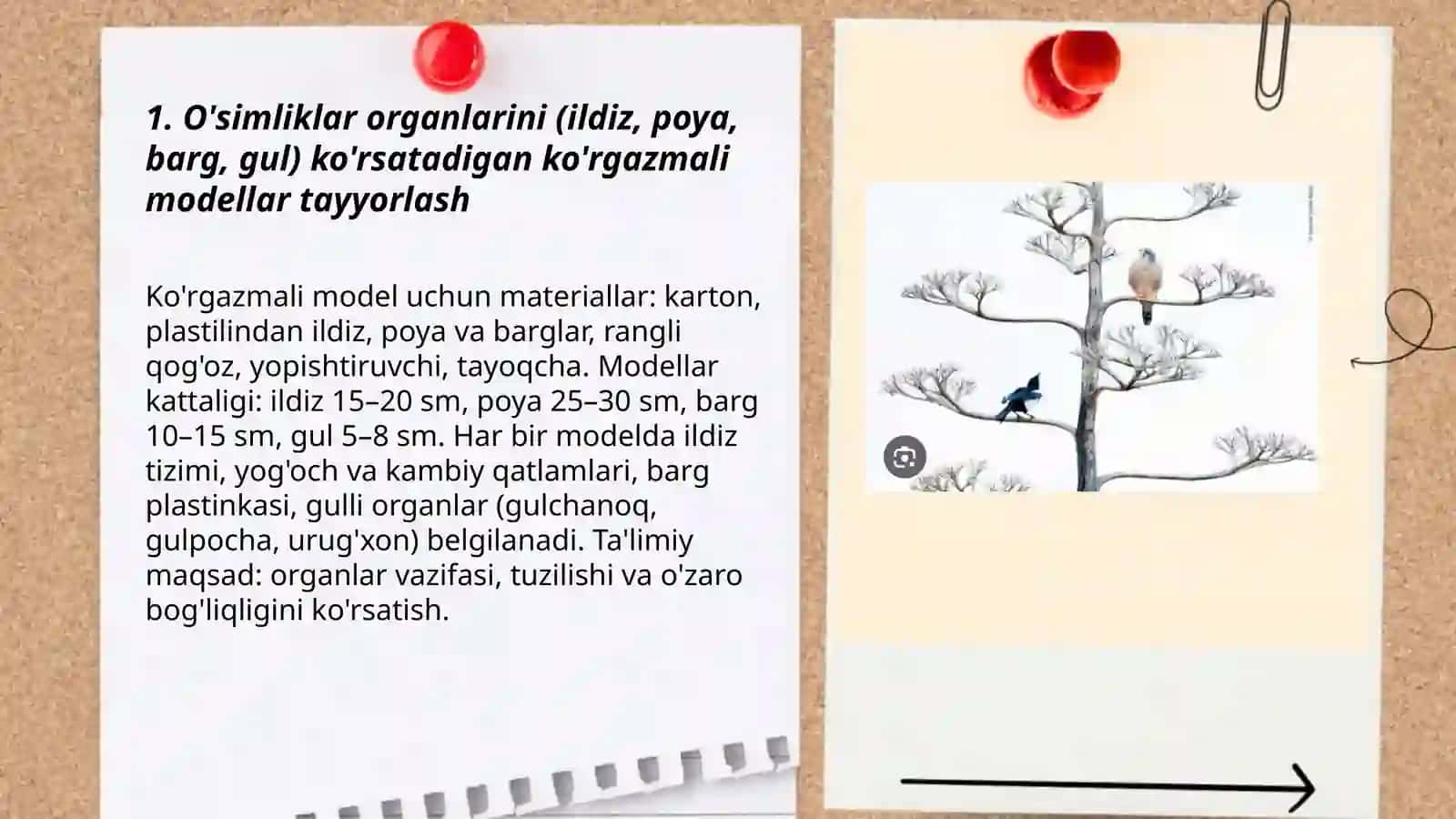 Tabiatshunoslik fanidan mavzular bo'yicha ko'rgazmali qurollar tayyorlash 3