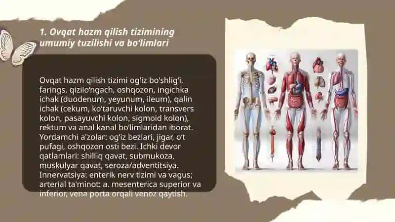 Ovqat hazm qilish tizimining umumiy anatomiyasi 3