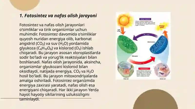 O'simliklarda nafas olish va uning ahamiyati 3