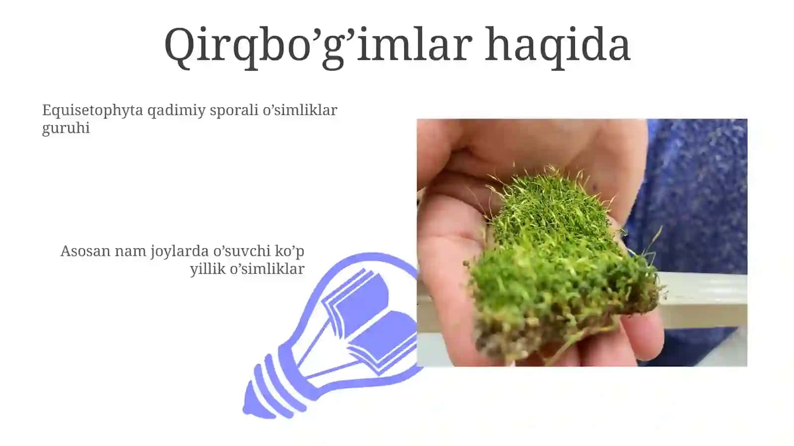Qirqbo’g’imtoifalar(Equisetophyta)o’simliklarninghayotiysiklivavegetativko’payishsikli 3