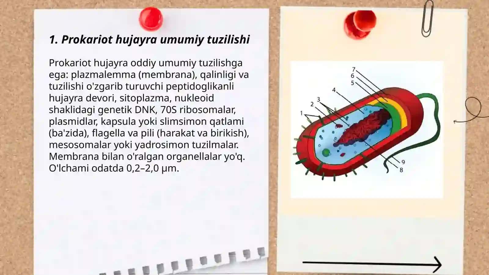 Prokariot hujayralar 3