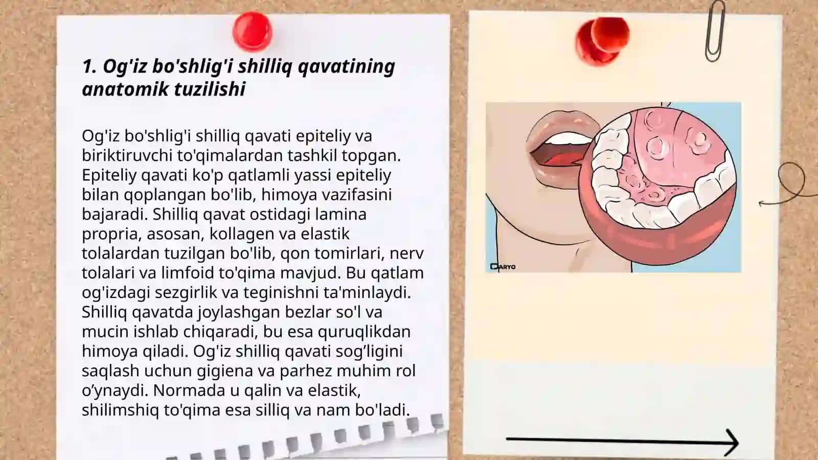 Og'iz bo'shlig'i shilliq qavati tuzilishining yoshga doir xususiyatlari. Og'iz bo'shlig'i shilliq qavatining himoya funksiyasining to'qima va hujayra mexanizmlari. Me'daning kompensator-adaptiv va regenerativ xususiyatlari 3