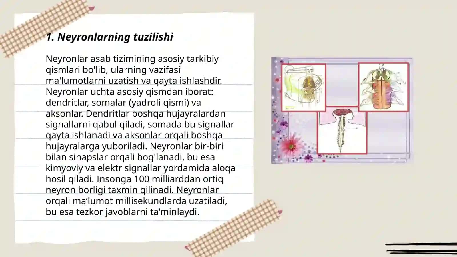 Nerv markazlarining fiziologiyasi 3
