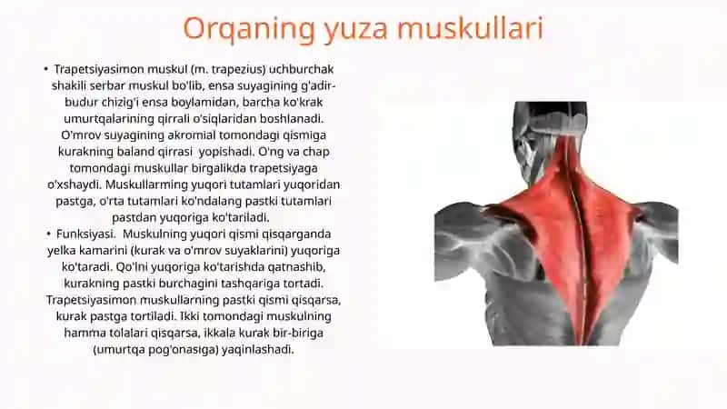 Orqaning yuza va chuqur mushaklari 3