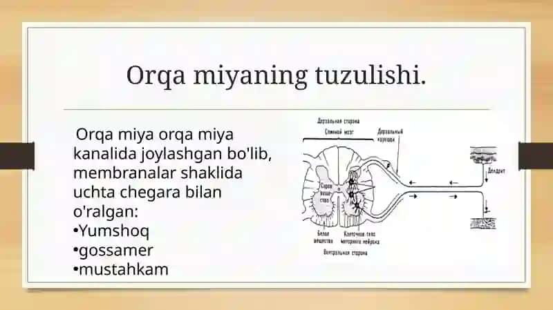 Orqa miyaning harakatlantiruvchi neyronlaring turlari, ularning morfo-funksional xususiyatlari. 3