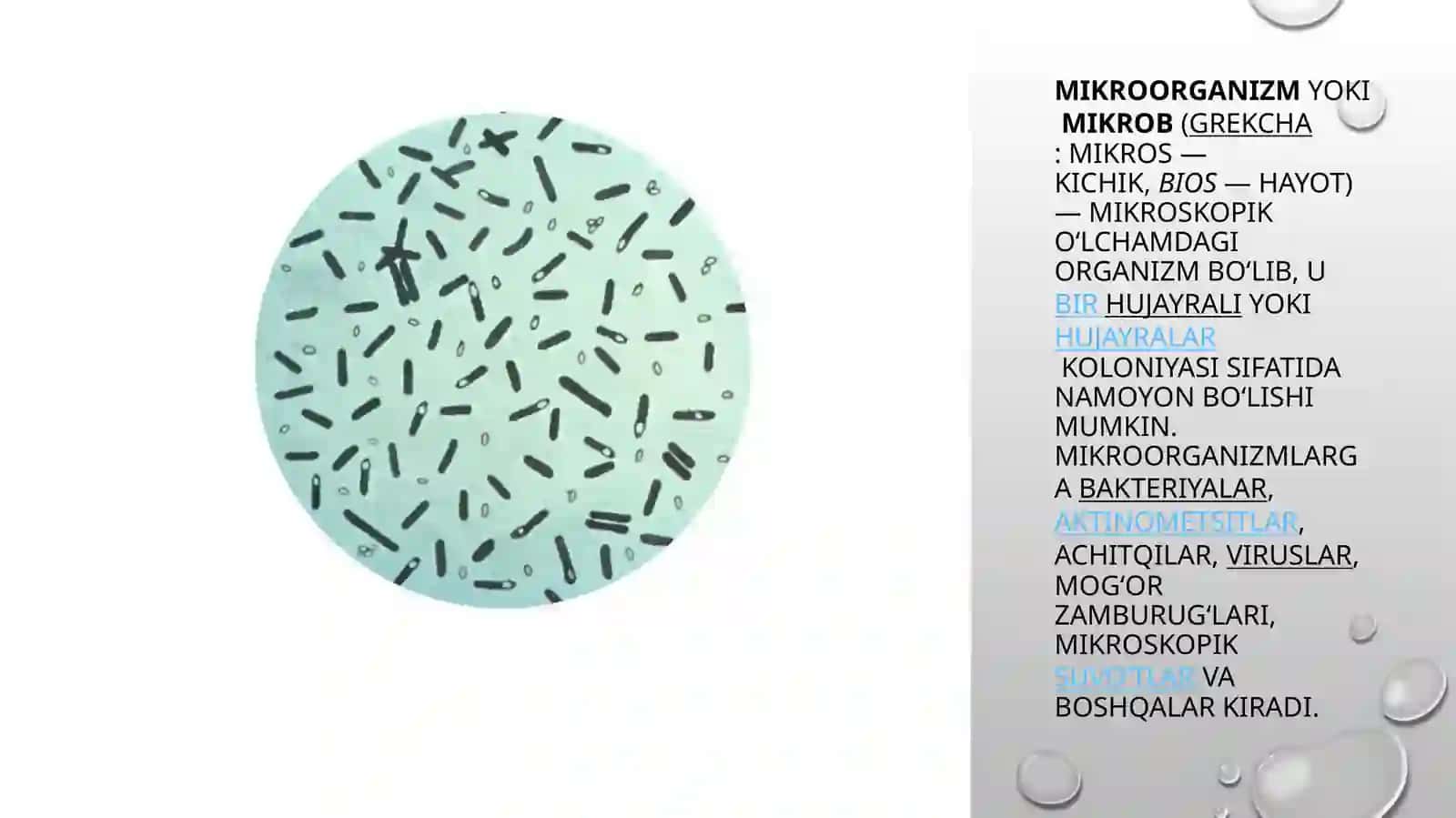 Mikroorganizmlar va mikrobiologiya 3