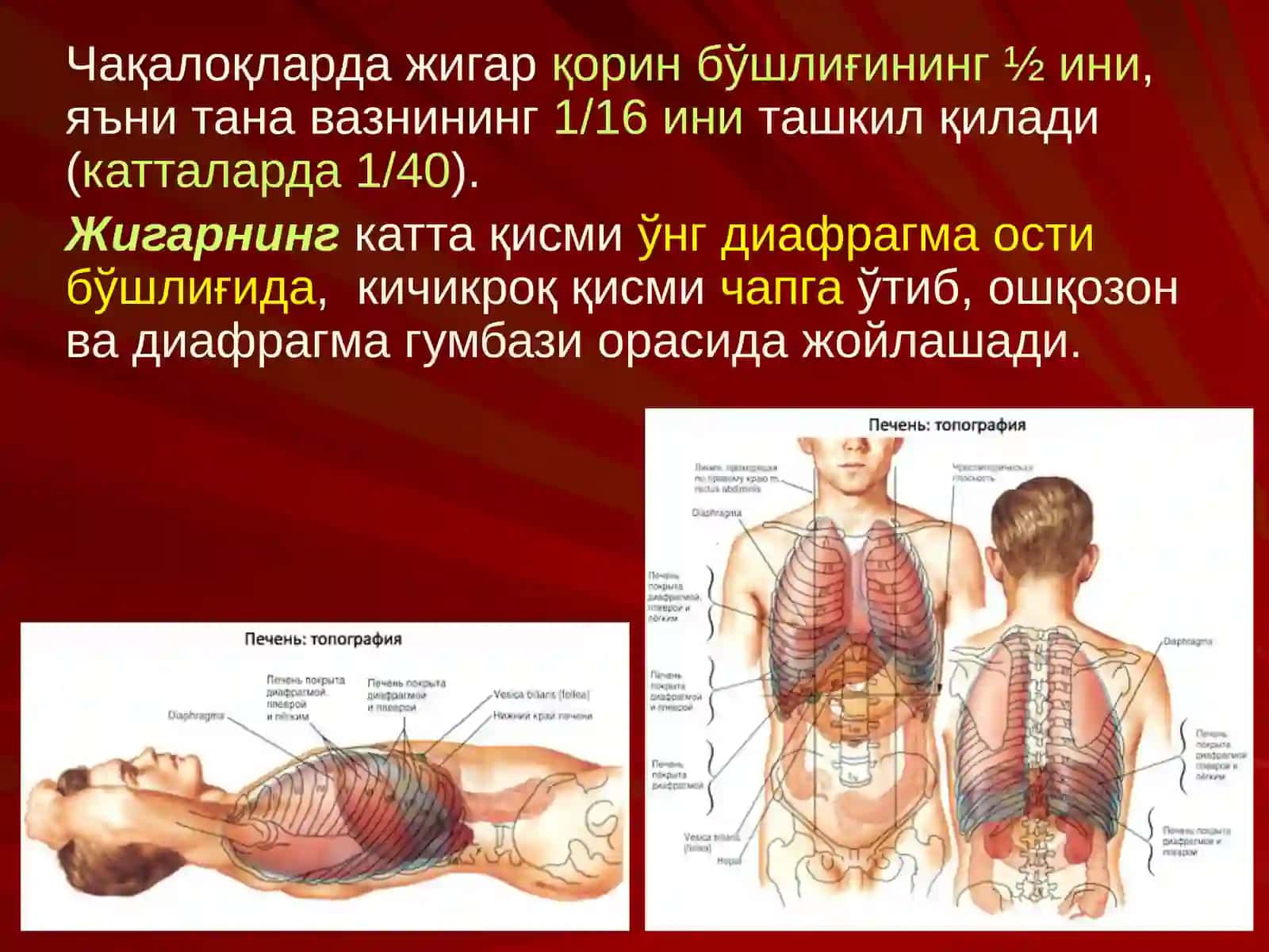 ЖИГАР, БИЛИАР ТИЗИМ ва ОШҚОЗОН ОСТИ БЕЗИ ЖАРРОҲЛИК АНАТОМИЯСИ 3